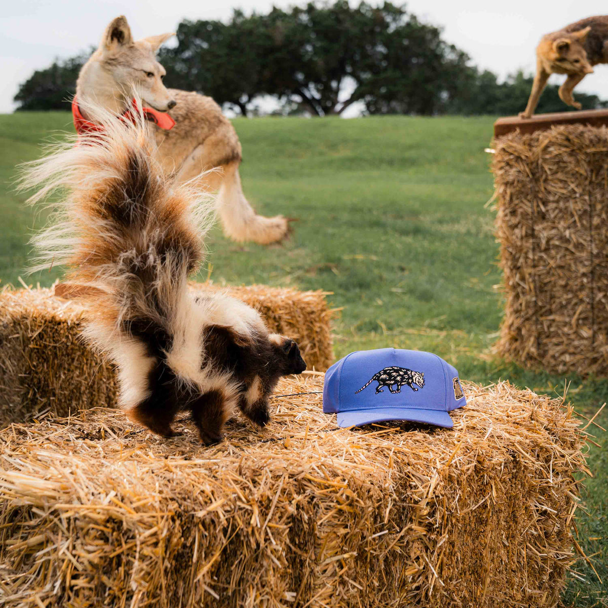 Opossum Hat - Purple